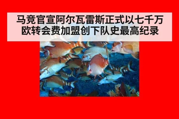 马竞官宣阿尔瓦雷斯正式以七千万欧转会费加盟创下队史最高纪录